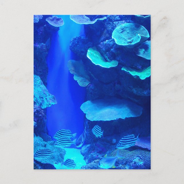 Postal Postcard de pescado azul eléctrico (Anverso)