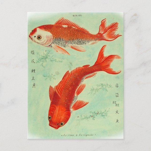 Postal Postcard de pescado de Koi (Anverso)