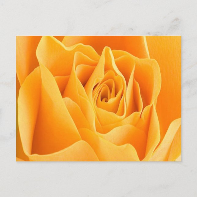 Postal Postcard de Petal Rosa (Anverso)