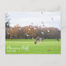 Postal Postcard de Phoenix Park