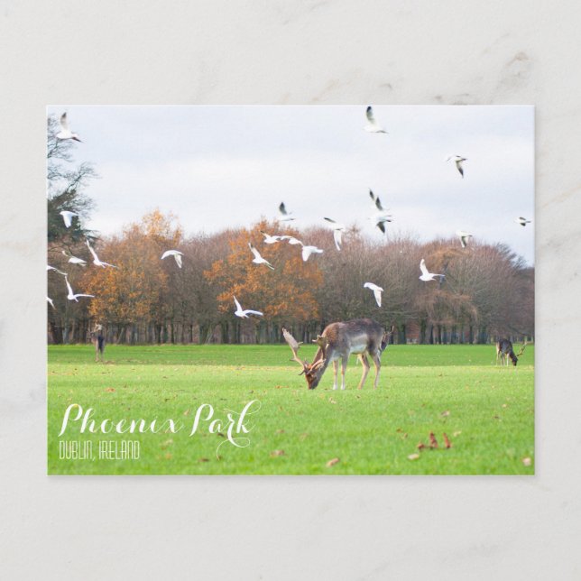 Postal Postcard de Phoenix Park (Anverso)