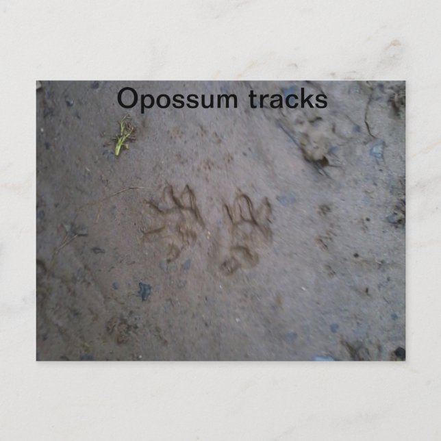 Postal Postcard de pistas Opossum (Anverso)