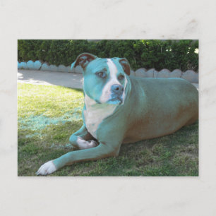Postal Postcard de Pitty