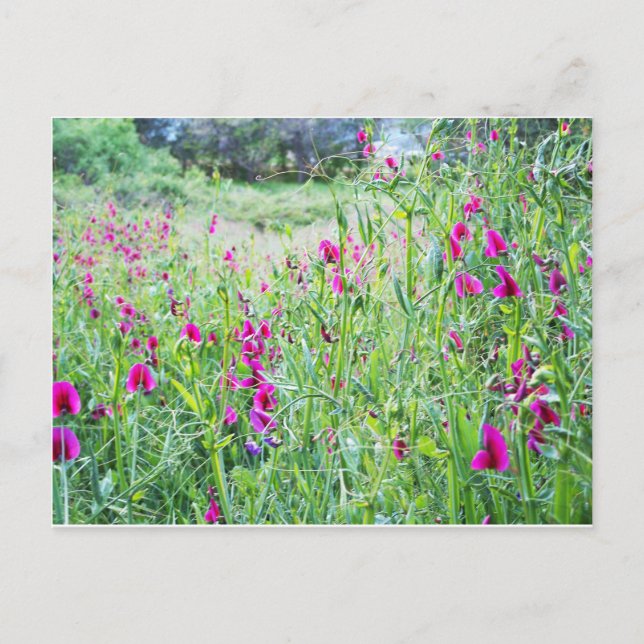 Postal Postcard de primavera dulce de guisantes (Anverso)