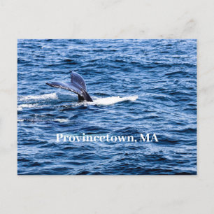 Postal Postcard de Provincetown