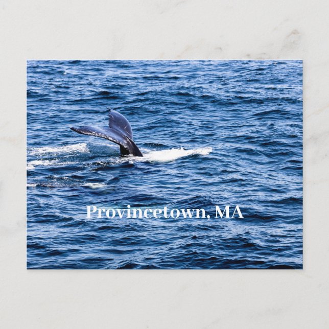 Postal Postcard de Provincetown (Anverso)