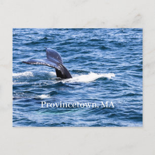Postal Postcard de Provincetown