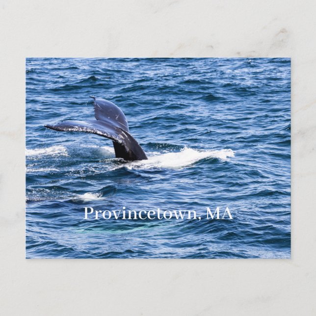 Postal Postcard de Provincetown (Anverso)