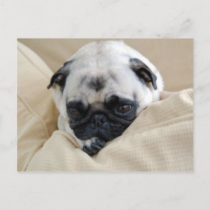 Postal Postcard de Pug