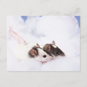 Postal Postcard de Ratty