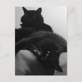 Postal Postcard de Rescue Kittens