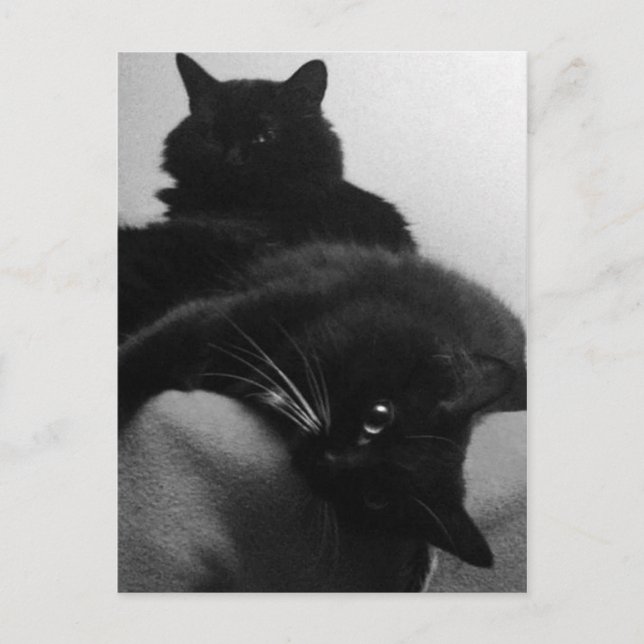 Postal Postcard de Rescue Kittens (Anverso)