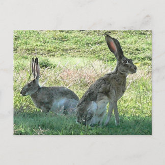 Postal Postcard de RHC