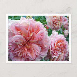 Postal Postcard de Rhododendrum