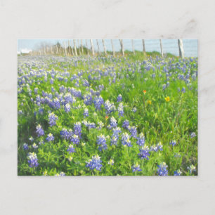 Postal Postcard de Roadside Bluebonnets