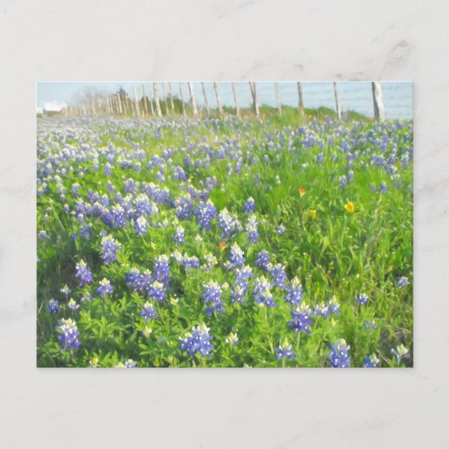 Postal Postcard de Roadside Bluebonnets (Anverso)