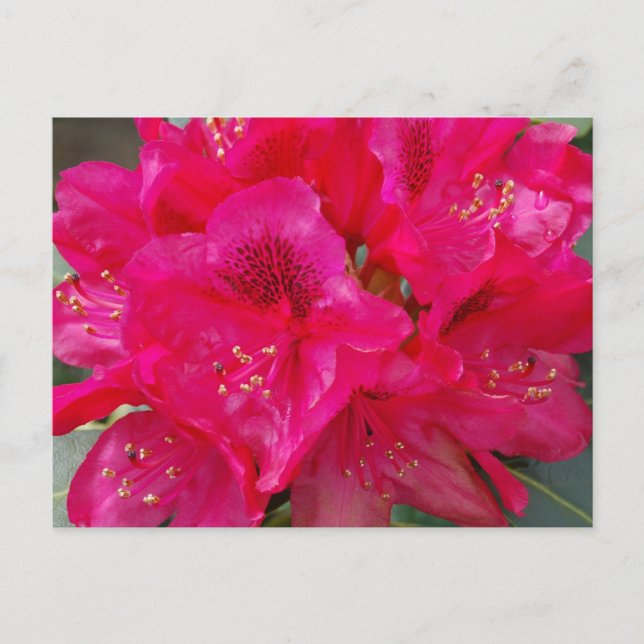 Postal Postcard de Rododendron (Anverso)