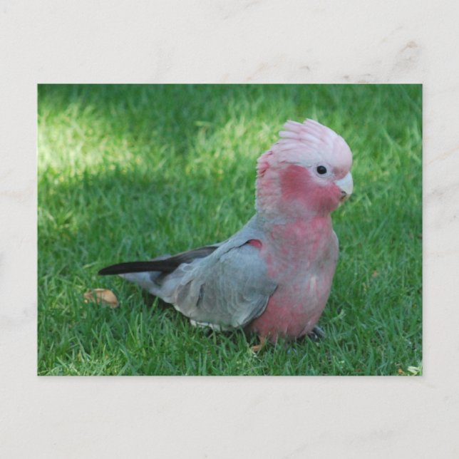 Postal Postcard de Roseate Cockatoo (Anverso)