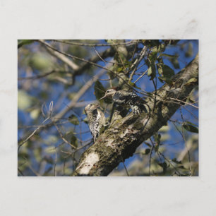 Postal Postcard de Sapsucker