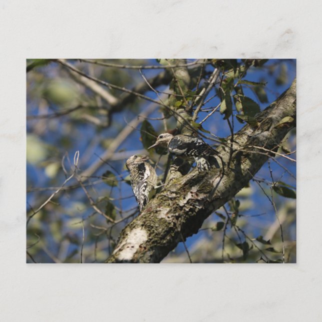 Postal Postcard de Sapsucker (Anverso)