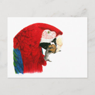 Postal Postcard de Scarlet Macaw