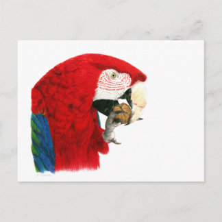 Postal Postcard de Scarlet Macaw