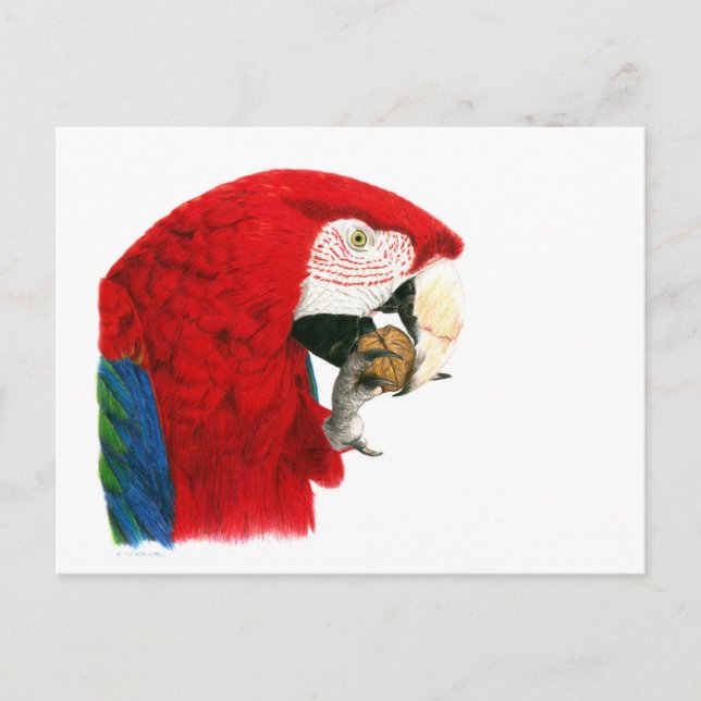 Postal Postcard de Scarlet Macaw (Anverso)