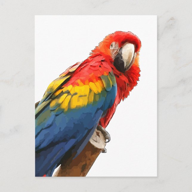 Postal Postcard de Scarlet Macaw (Anverso)