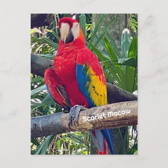 Postal Postcard de Scarlet Macaw Costa Rica (Anverso)
