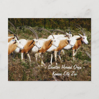 Postal Postcard de Scimitar Horned Oryx