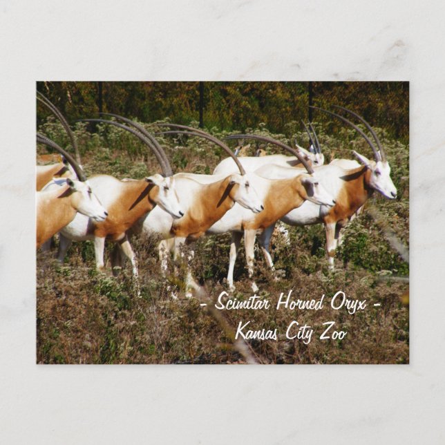 Postal Postcard de Scimitar Horned Oryx (Anverso)