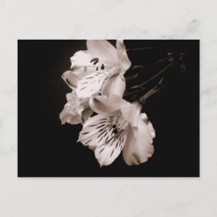 Postal Postcard de Sepia Alstroemeria Lily