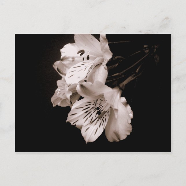 Postal Postcard de Sepia Alstroemeria Lily (Anverso)