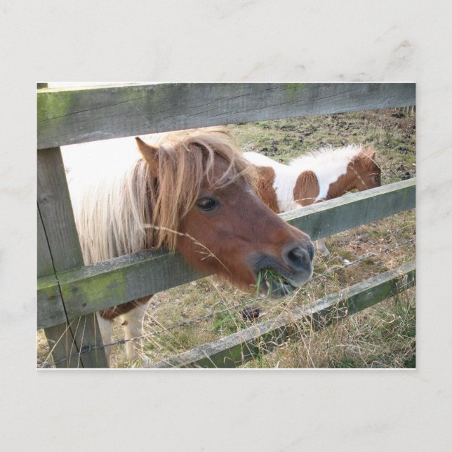Postal Postcard de Shetland Pony (5019) (Anverso)