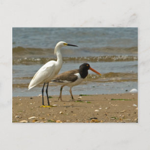 Postal Postcard de Shorebird