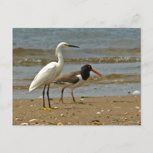 Postal Postcard de Shorebird (Anverso)