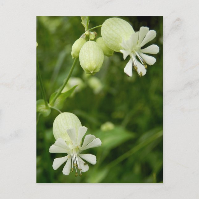 Postal Postcard de Silene Vulgaris (Anverso)
