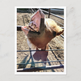 Postal Postcard de Silly Face