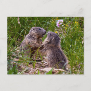 Postal Postcard de Sparring Partners