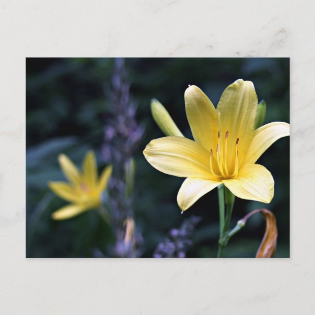 Postal Postcard de Spring Lilies (Anverso)