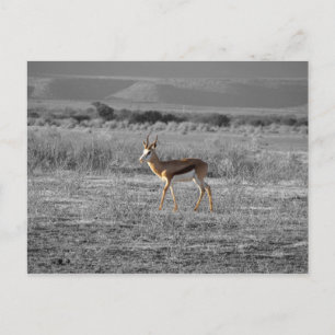 Postal Postcard de Springbock
