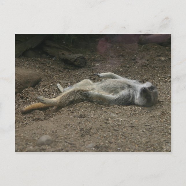 Postal Postcard de Sunbathing Meerkat (Anverso)