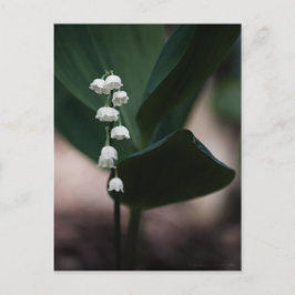 Postal Postcard de Sweet Bells