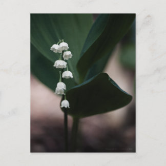 Postal Postcard de Sweet Bells