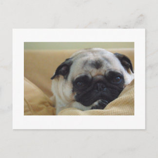 Postal Postcard de Sweet Pug