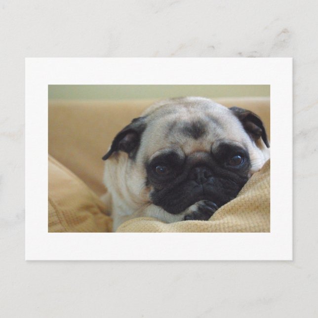 Postal Postcard de Sweet Pug (Anverso)