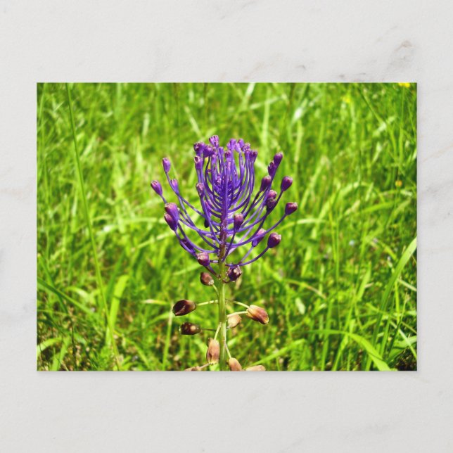 Postal Postcard de Tassel-Hyacinth (Anverso)