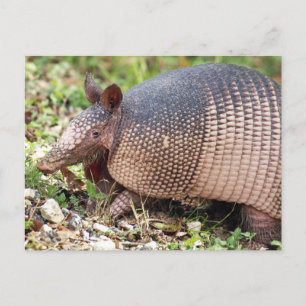 Postal Postcard de Texas Armadillo #3
