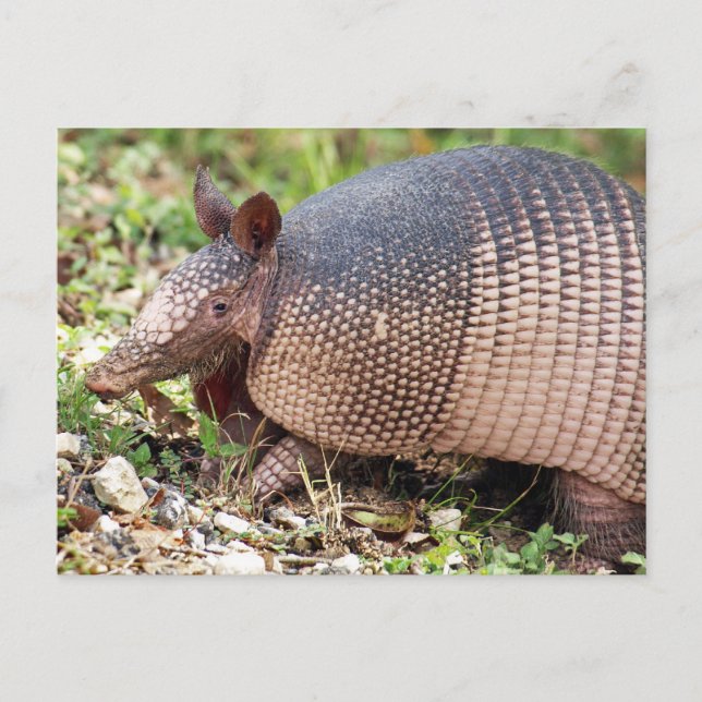 Postal Postcard de Texas Armadillo #3 (Anverso)