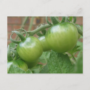 Postal Postcard de tomates verdes